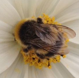 a honeybee lays atop a white flower with a yellow center gathering its pollen.