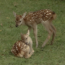 a deer and her baby are standing and sitting respectively in green grass.