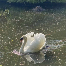 a white swan is floating across a body of water.